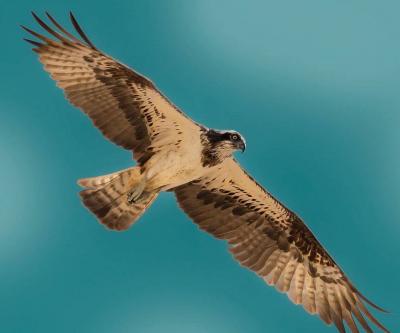 Saudi Documents Birds in the Kingdom and Warns of Risks They Face