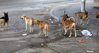 Measures to Address the Stray Dog Phenomenon in Tripoli