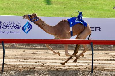 1360 Camels Participate in the First Day of the Dubai Crown Prince Camel Festival