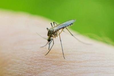 Warning of New Virus Outbreak in the Americas