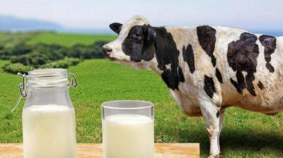 To Avoid Type 2 Diabetes: Yogurt is a Magical Solution