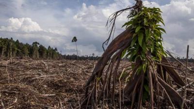 Does Climate Change Affect Health?
