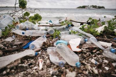 Plastic Penetrates Fish Bodies... Study Sounds Alarm