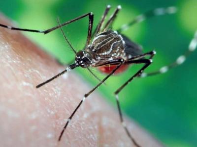 Death of 11 Israelis from West Nile Fever