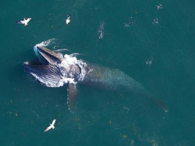 We Can Now Talk to Whales… Scientists Conduct First Communication