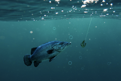 In the UAE: Sustainability of Marine Environment and Fish Wealth