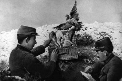 The History of "Carrier Pigeons": A Weapon Aimed at Suicide!