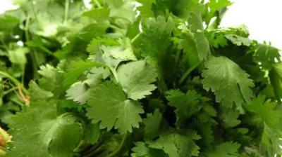 Impressive Health Benefits of Coriander... Make Sure to Add It to Your Meals
