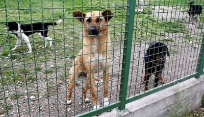 Kosovo Works on Sheltering Stray Dogs