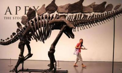 Largest Stegosaurus Skeleton Sold for $44.6 Million