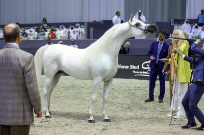 Dubai International Arabian Horse Championship Kicks Off Soon (Photos)