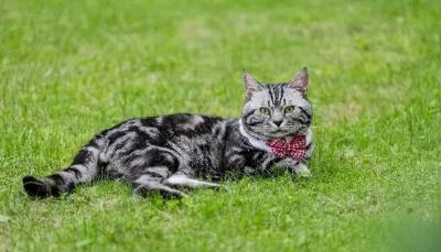 Title: "Skateboard Cat" Breaks Guinness World Records