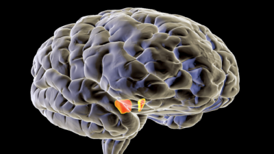 Understanding How the Brain Organizes Our Emotions