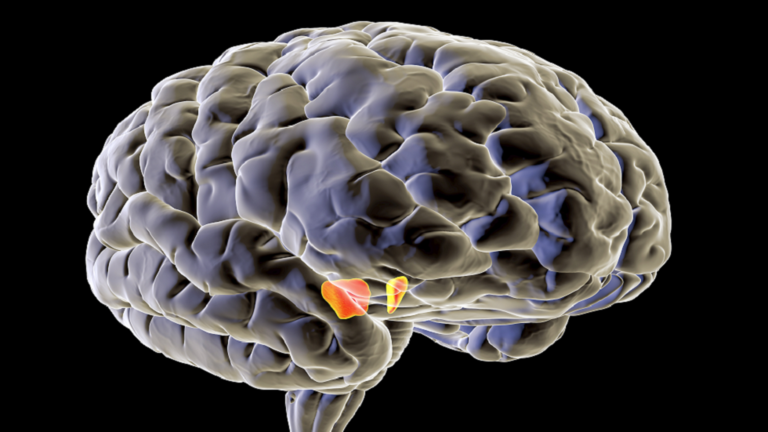 Understanding How the Brain Organizes Our Emotions