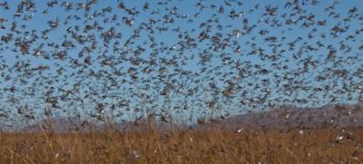 Locusts Invade Southern Egypt!