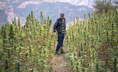 Morocco Pardons Nearly 5,000 Convicted of Cannabis Cultivation