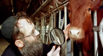 The Story of the Red Heifer and Its Connection to the Al-Aqsa Flood and the End Times
