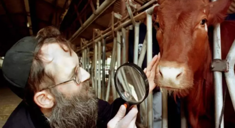 The Story of the Red Heifer and Its Connection to the Al-Aqsa Flood and the End Times
