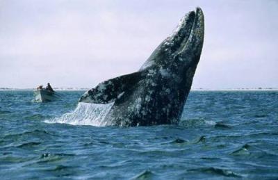 Gray Whales Shrink in Size in the Pacific Due to Rising Temperatures