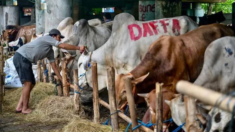 In Indonesia... A Massage Parlor for Cows Before Sacrifice Offerings on Eid