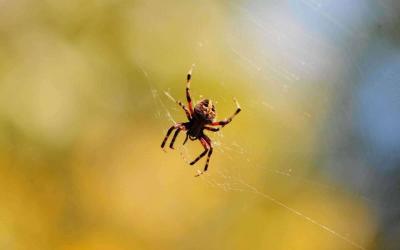 Discovery of "Spider" Phenomenon in Martian "Inca City"