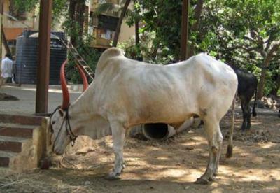 Police Incident Involving Cow Sparks Outrage in Britain (Video)
