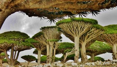 Warning About Listing Socotra Island as a World Heritage Site at Risk