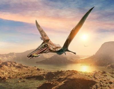 "Sea Phantom": Pterosaur Fossils Extracted in Australia