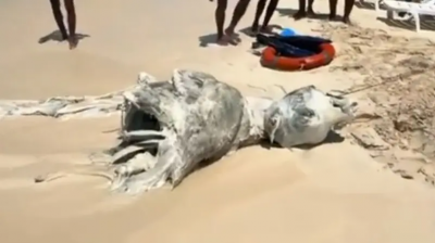 Dead Animal Causes Panic Among Vacationers on the North Coast