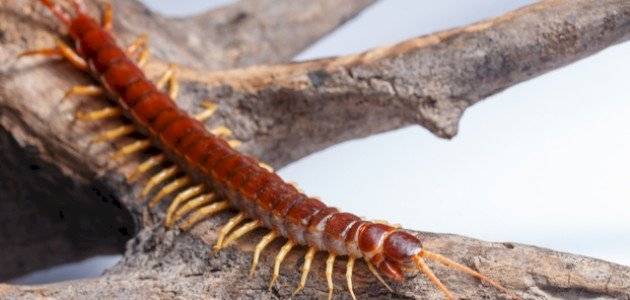 Peru Seizes Rare Insects During Smuggling Attempt to Hong Kong