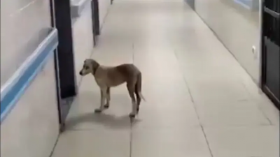 Strange Incident: A Dog Makes a Special Visit to a Hospital (Video)