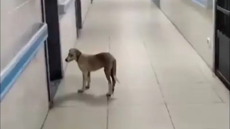 Strange Incident: A Dog Makes a Special Visit to a Hospital (Video)