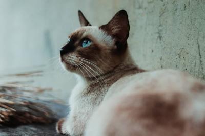 Cat Waste May Hold the Secret to Treating Neurological Diseases