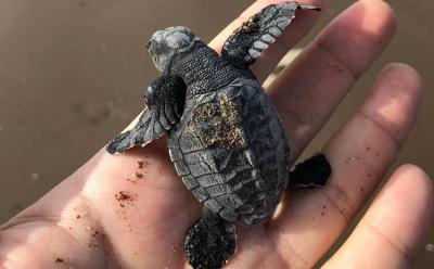 Release of the First Batch of Turtles in Lebanon