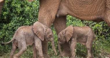 Rare Birth of Twin Elephants