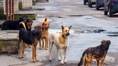 What is the Cause of the Stray Dog Problem in Turkey?