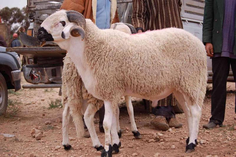Egyptian Fatwa Authority Clarifies Conditions for Sacrifice