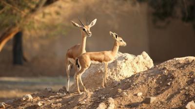 Inclusion of Nine Important Global Biodiversity Sites in the UAE