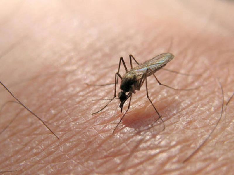 Warnings in Israel After Serious Cases of West Nile Virus