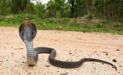 Discovery of Antidote for Deadly Cobra Venom