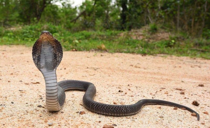 Discovery of Antidote for Deadly Cobra Venom