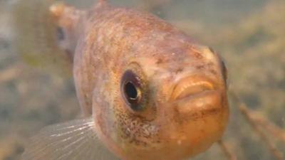 Discovery of a "Rare" Fish in the Depths of the Algerian Desert: What is Its Story?