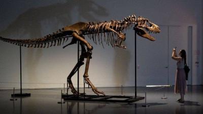 # Largest Dinosaur Skeleton for Sale... Paleontologists Object