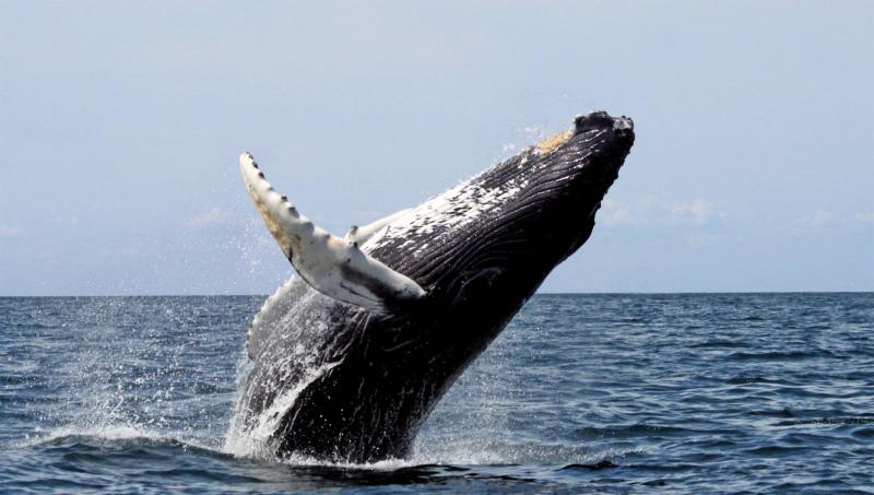 Discovery of One of the Rarest Whale Species in the World