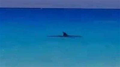 Egypt: A Strange Marine Creature Causes Panic on the North Coast