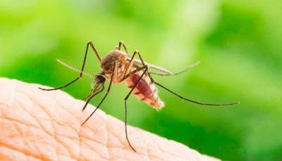 Why Mosquitoes Bite You More Than Others