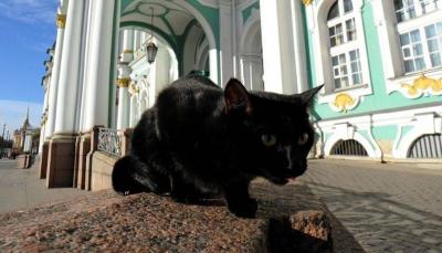 Black Cats and Broken Mirrors... Good Omen or Bad Sign?