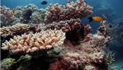 Scientists: Rising Ocean Temperatures Threaten the Great Barrier Reef