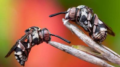 The Creativity of Photographers Highlights the Beauty of Insects
