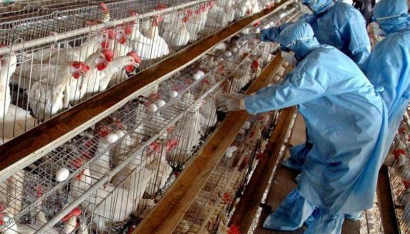 Warning of Avian Influenza Outbreak